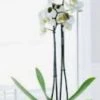 Two’s Company Accessories White Butterfly Orchid Faux