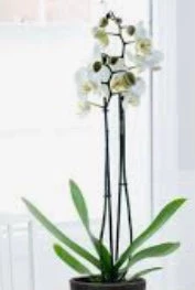 Two’s Company Accessories White Butterfly Orchid Faux