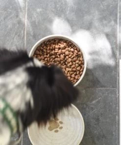 Mollie Jenkins Pottery Kitchen And Bar Small Dog Bowl